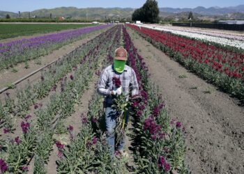 COVID-19 keeps killing people, many of them are farmworkers