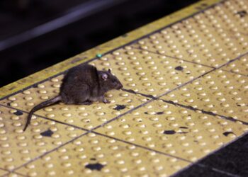 New York City sidewalk collapses, man falls into hole filled with rats