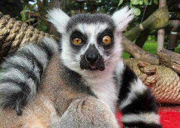 Maki, the missing lemur, found safe, returned to San Francisco Zoo