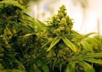 Long lines as Missouri medical marijuana dispensaries open – News – Neosho Daily News – Neosho, MO