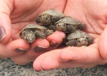 Middleboro environmental group thrives thanks to dedicated volunteers – News – MetroWest Daily News, Framingham, MA