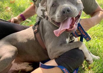 Time to celebrate National Fetch Day – Red Bluff Daily News