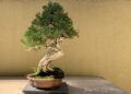 ‘World War Bonsai: Remembrance and Resilience’ Showcases History, Culture, and Resistance of Bonsai in the Northwest