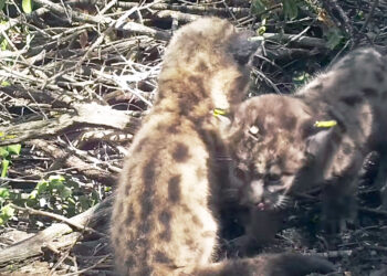 Orphaned mountain lion kittens sent to sanctuary – Daily News