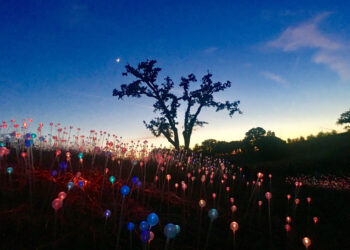 Sensorio exhibit gives back to local charities