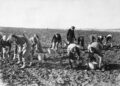 Special memories of tattie picking in Fife during the Second World War