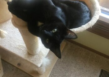 Political Commentary: 5 Reasons to Adopt a Black Cat