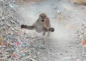 Utah hiker followed by cougar for nearly six minutes