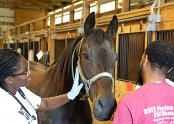 Purdue veterinary medicine receives 2020 health professions Higher Education Excellence in Diversity (HEED) award