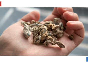 Oregon 1st state to legalize psilocybin for mental health therapy