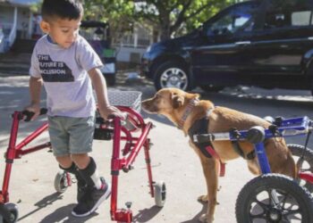 Animals, people rescue each other in heartfelt docuseries | Entertainment