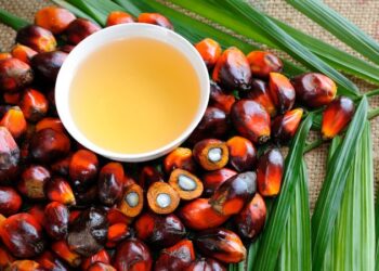 Malaysian palm oil sector needs direct, comprehensive engagement with US to overcome forced labour hurdle