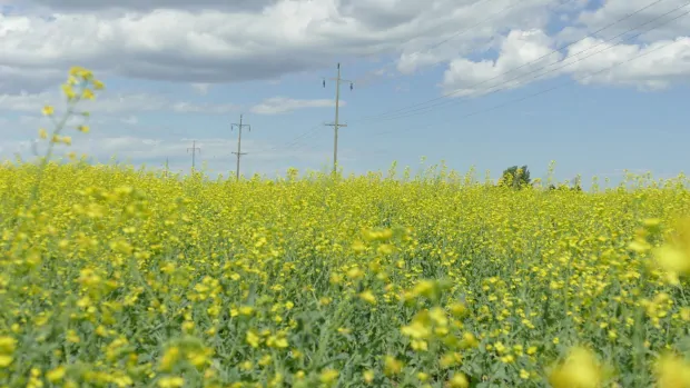 The canola field view: Voting in a culture of denial