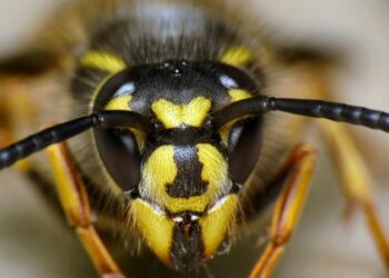 War on wasps escalates with plan to introduce new organisms