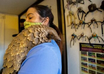 Pangolin Patrol: Volunteer Team Rescues Endangered Animals | World News