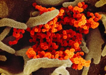 Coronavirus infects the mouth and may spread in saliva, study finds