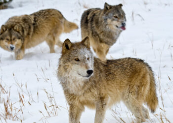 In Montana, Bears and Wolves Become Part of the Culture Wars