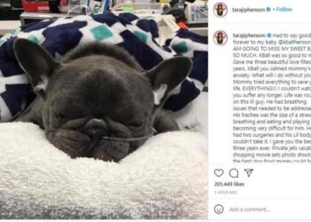 Taraji P Henson’s dog dies | Entertainment