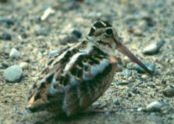 Mid-Michigan entertainment weekend April 2-4 and beyond | Arts & Entertainment