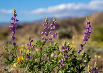 The Wright brothers make it to Mars