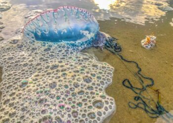 Watch out for the Portuguese man-of-war washing up along Port Aransas