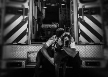 Therapy Dogs for Mental Health