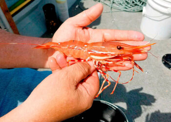 OUTDOORS: Recreational shrimp season begins May 19