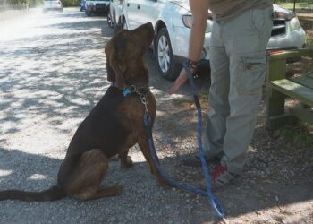 Socially distanced music festival to benefit local animal shelter