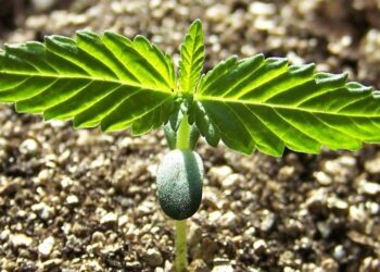 Santa Barbara County’s finances in good shape despite pandemic | Government and Politics