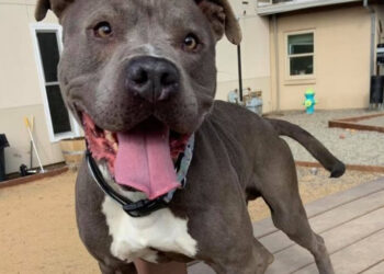 April is National Heartworm Awareness Month – Red Bluff Daily News