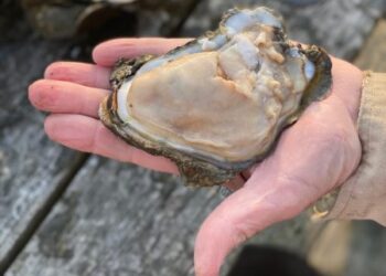 Partnership aims to restore oyster habitat on private leases