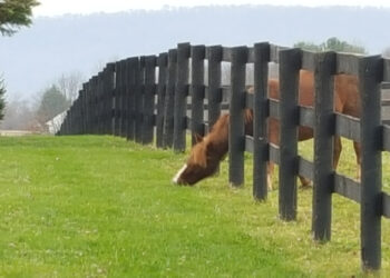 Is the grass always greener somewhere else? – Whittier Daily News