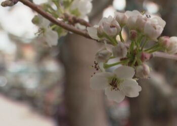 Smaller Blossom and Music Festival planned for May 1