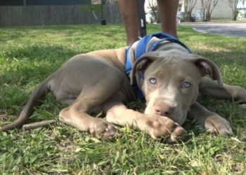 Heartworm cases on the rise this time of year