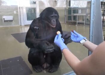 ‘Ape Initiative’ brings real-world science to Nashville students