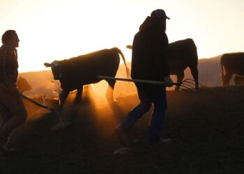 Animal activists, ranchers and the war on beef in the West